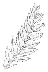 Pyrrhobryum bifarium, branch detail. Drawn from K.W. Allison 3216, CHR 454574.
 Image: R.C. Wagstaff © Landcare Research 2016 